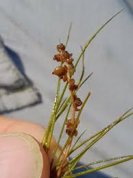 Image result for Stuckenia