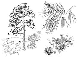 You can print or color them online at getdrawings.com for absolutely free. Pine Tree Coloring Pages Malvorlagen Kiefer Baum Zeichnung