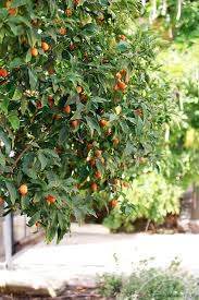Kumquat Marmalade Recipe Kumquat Tree Tree Identification Kumquat