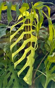 Image result for Bulbostylis filamentosa