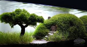 Underwater Hobbit House Aquascape Aquatic Garden Aquarium