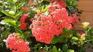 Image result for Ixora praetermissa