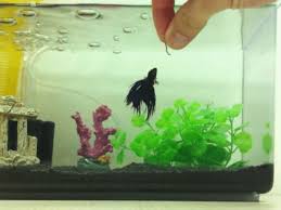 They never hesitate when they see food. Top 25 Betta Fish Food In 2020 Buyers Guide Reviews