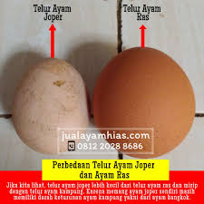 Telur ayam bangkok warna coklat. Mengenal Ciri Ciri Ayam Joper Atau Ayam Kampung Super