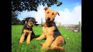 Airedale Terriers The Dogs With The Waggiest Tails Youtube Use the search tool below and browse adoptable airedale terriers! airedale terriers the dogs with the waggiest tails