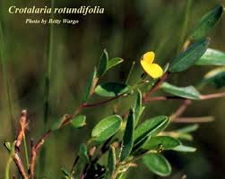 Image result for Crotalaria misella