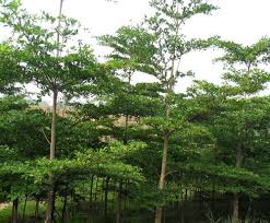 Image result for Terminalia mantaly