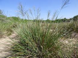 Image result for Axonopus