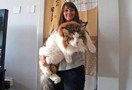 9 Facts About Maine Coon Cats That Breeders Don T Talk About