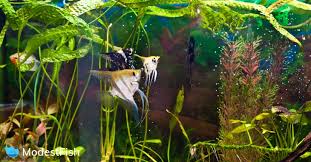 Therefore, we sanitize our tank every six months. How To Clean A Freshwater Fish Tank Water Change Guide For Beginners
