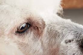 Hair loss might also be focused on a specific region or generalized across your dog's whole body. Conjunctivitis Pink Eye In Dogs Hill S Pet