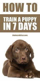 When You Decide It S Time To Educate Your Pet Dog It S Really Usual To Be A Bit Lost Good Dog Training In 2020 Puppy Training Potty Training Puppy Lab Puppy Training