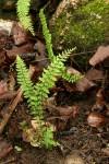 Image result for Cheilanthes botswanae