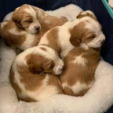 Llamgi cymru) is a breed of dog and a member of the spaniel family. Skyhigh Welsh Springer Spaniels Posts Facebook