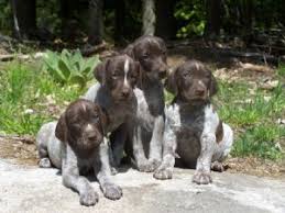 Please let us know if you are interested! German Shorthaired Pointer Puppies In New York