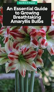 An Essential Guide To Growing And Caring Amaryllis Bulbs Garden And Happy Amaryllis Bulbs Garden Bulbs Amaryllis Care