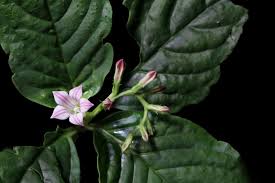 Image result for Loganiaceae