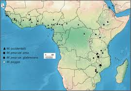 Image result for Mucuna poggei