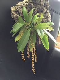 Image result for Chamaeangis