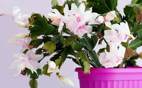 Dammann S Garden Company How To Take Care Of Your Christmas Cactus