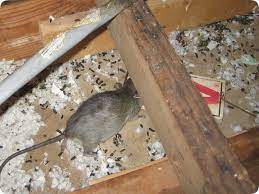 Do Rodents In Your Attic Annoy You Read On For A Solution Attic Construction Rodent Proofing Attic Cleanup Insulation San Diego