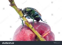 Résultat de recherche d'images pour "metallic green fig beetle"