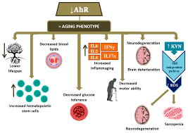 We did not find results for: Ijms Free Full Text Anti Aging Physiological Roles Of Aryl Hydrocarbon Receptor And Its Dietary Regulators Html