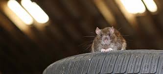 If your car is parked in a garage or a storage space with a rodent problem, it. How To Get Rid Of Mice And Rats In Your Car Or Engine Fantastic Services