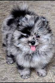 Exotic ice blue eyed male merle colored chocolate black mask tea cup female merle male chocolate black mask male these puppies are so playf… pomeranian puppies 257.94 miles breed: Pin On Pomeranian