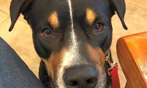 Before we get started with the list if you can't make copies for free using one of the options above, then you can still find places to make them. Looking To Adopt A Pet Here Are 7 Lovable Pups To Adopt Now In Orlando