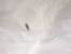 Nits Bugs In Hair Not Lice
