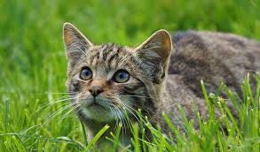It does not allow itself to be handled or touched, and usually remains hidden from humans. British Wild Cats Facts Diet Habitat Information