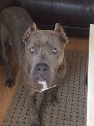 Find a cane corso puppy from reputable breeders near you and nationwide. Orlando Fl Cane Corso Meet Gigi A Pet For Adoption
