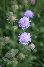 Scabiosa Butterfly Blue Pincushion Flower Blue Plants Blue Flowers Garden Scabiosa Flowers