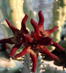 Image result for Tridentea marientalensis