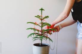Position the norfolk pine tree is a somewhat sensitive tree and needs ample lighting around the entire structure. Girl Decorating A Small Norfolk Island Pine Tree For Christmas By Jacqui Miller Decorate Christmas Tree