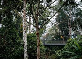 After having enjoyed this jungle route, we'll arrive at the habitat penang hill, where we'll have fun walking along its footbridges over the price. Visiting The Habitat At Penang Hill Is It Worth It Local Nomads