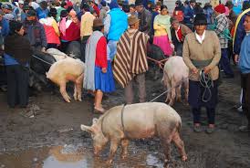 Image result for pigs to market