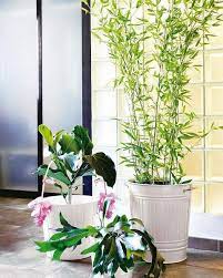 ¡disfruta de envíos gratis, ofertas por tiempo limitado, devoluciones sencillas y protección al comprador! Las Plantas De Interior Mas Resistentes Decorar Con Plantas
