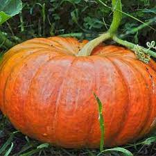 Rouge Vif D Etampes Pumpkin Heirloom 105 Days In 2021 Pumpkin Planting Pumpkins Growing Pumpkins