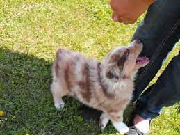 Check spelling or type a new query. Red Merle Australian Shepherd Puppy Youtube
