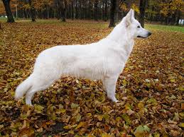 White Swiss Shepherd Puppies Home Facebook