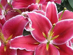 Oriental Lilies 葵百合 | beautifulcataya | Flickr