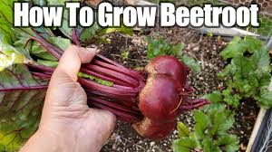 Maybe you would like to learn more about one of these? Growing Beets Archives California Gardening