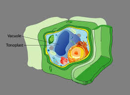 We did not find results for: Vacuole Definition Structure Function And Role In The Cell