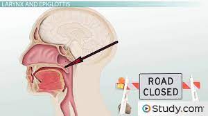 What Prevents Food From Entering The Trachea Study Com