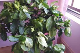Find out definitions,synonyms and examples of drooping. How To Deal With The Wilting Of New Gardenia The Plant Aide