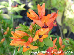 Image result for Ruttya fruticosa