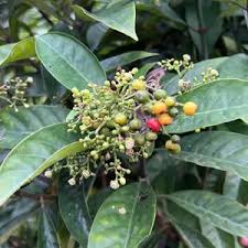 Image result for Psychotria peduncularis