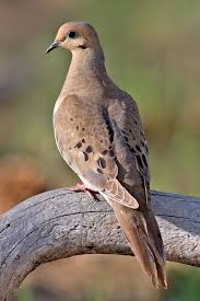 All of our printables are free. Mourning Dove Wikipedia